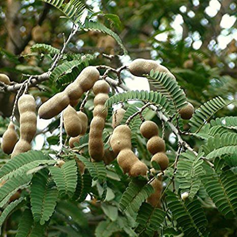 Tamarind